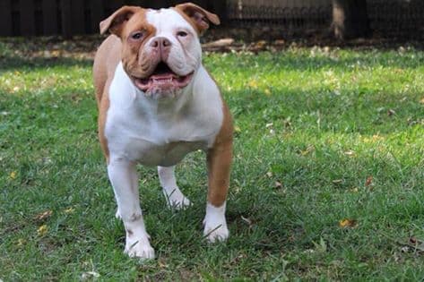 Taurus Bulls Dolce