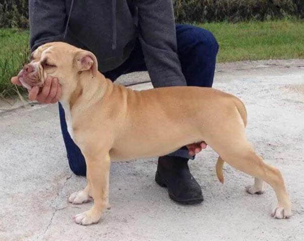 Taurus Bulls Sonny B