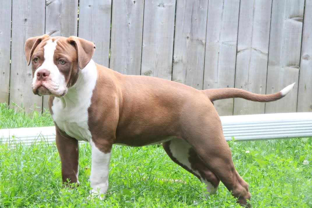 Taurus Bulls Trixie