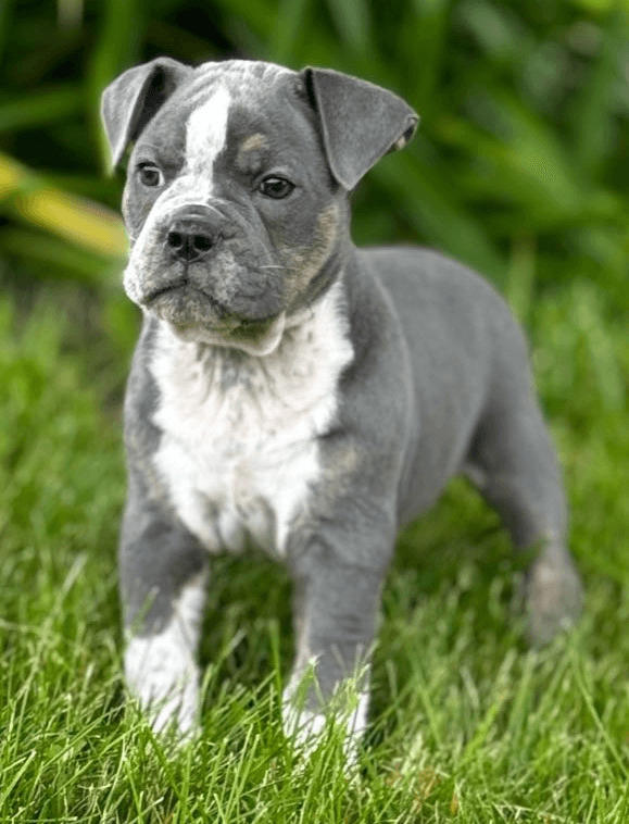 TBK's Sir William Worcestershire Porkchop Wellington