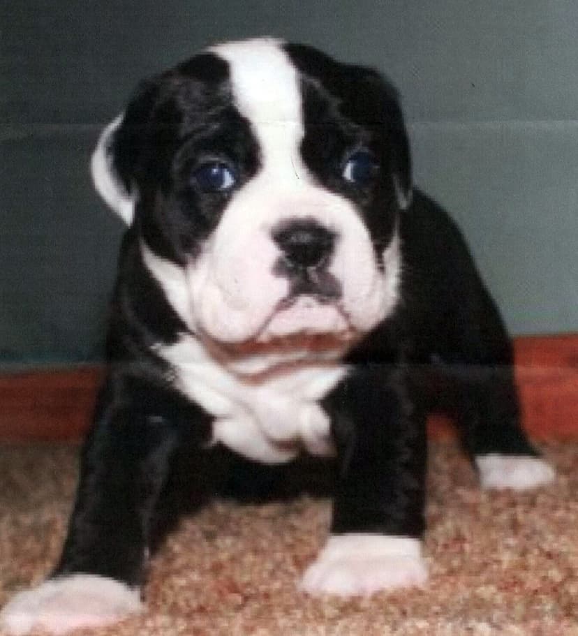 P4P's Puppy B4