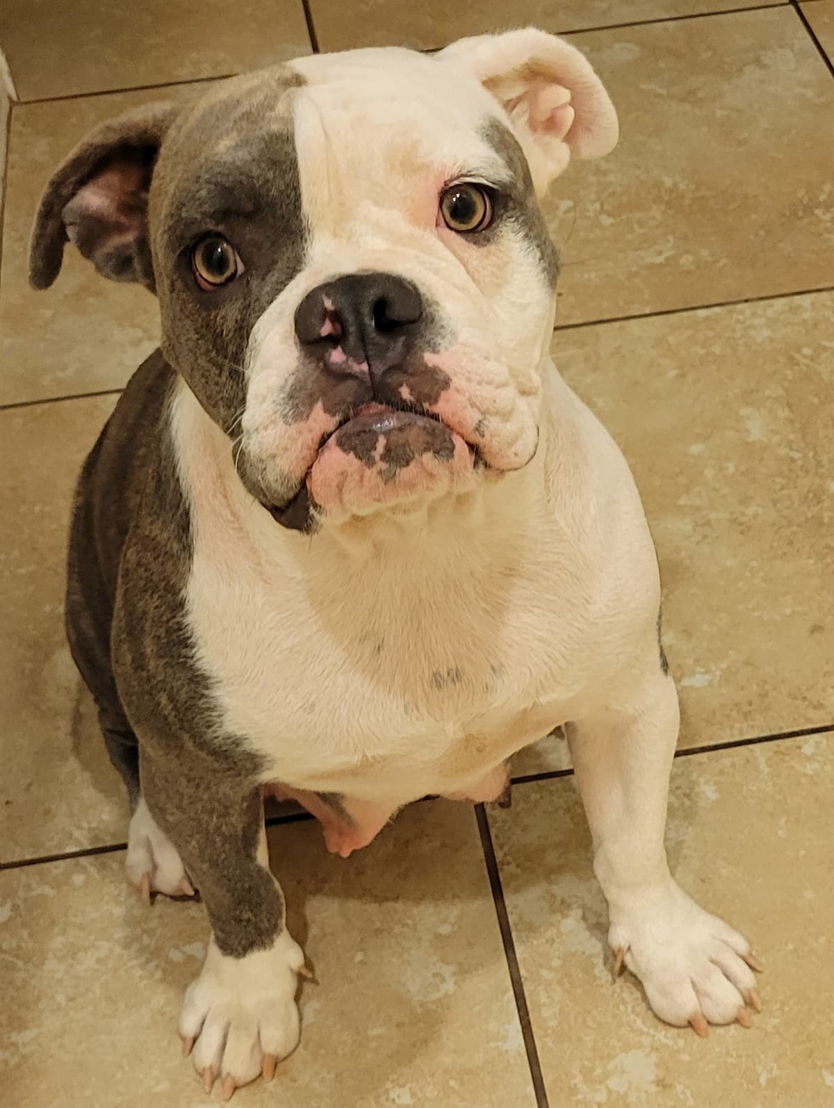Territory's Ursela