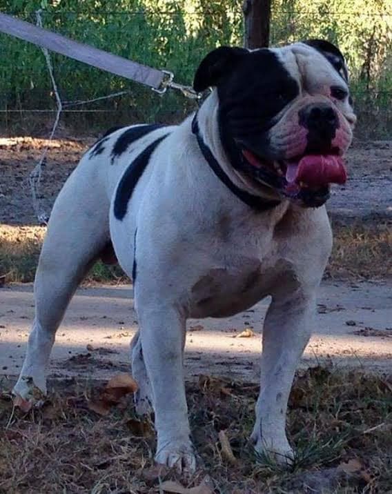 Texas Madhouse Jax of Aztec Oldeez