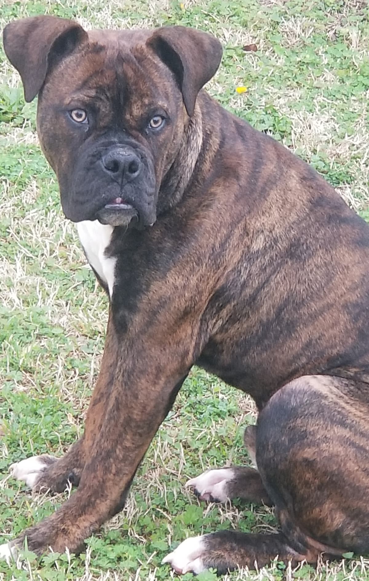 The Bull Firm Cassius Myles