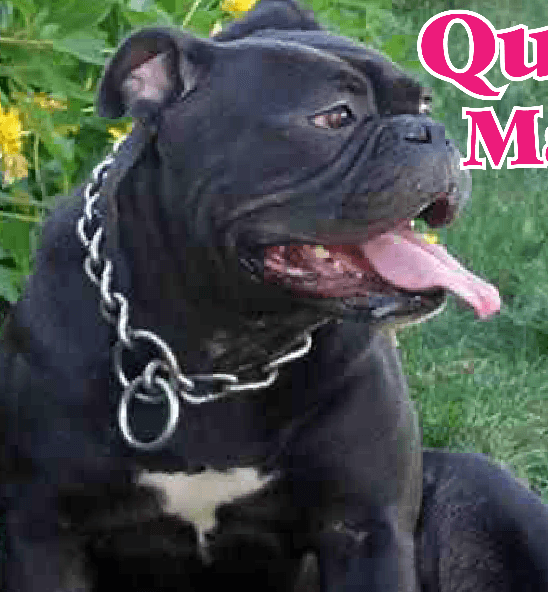 Tight 'N' Tuff's Princess Maximus
