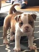 Top Shelf Bullys' Apollo NB