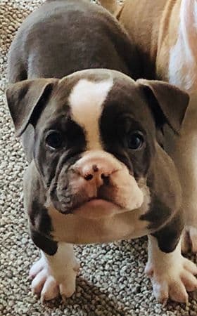 Top Shelf Bullys' Macho NB