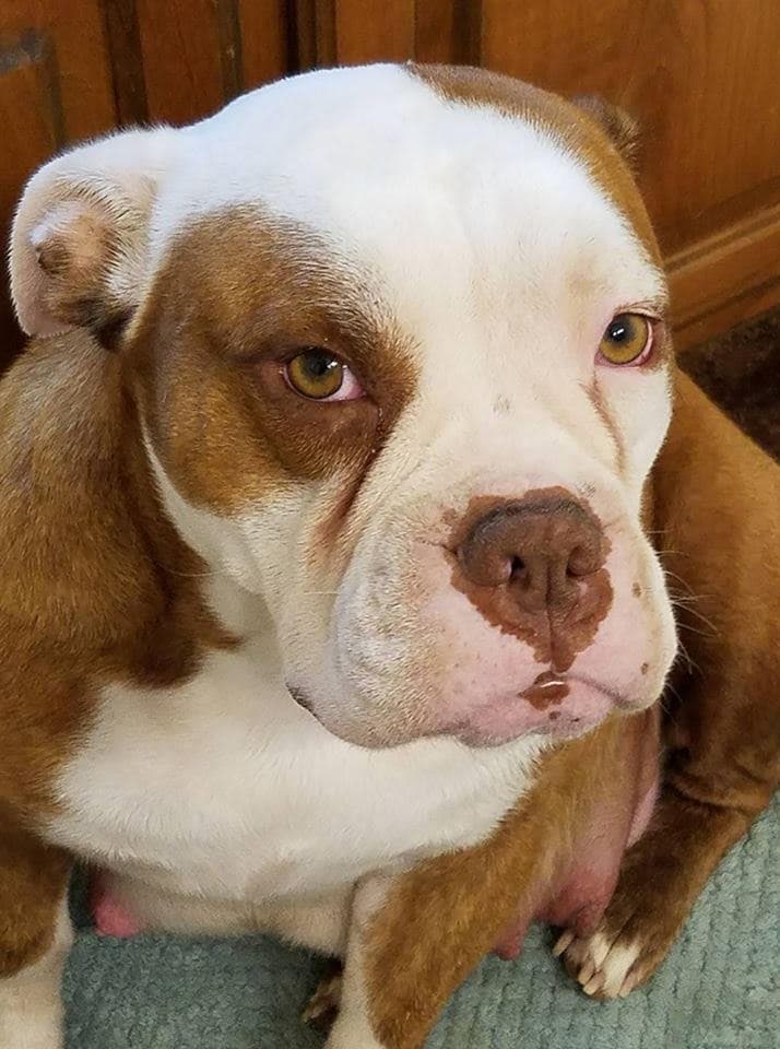Trinity Bulldogge's Khalisi