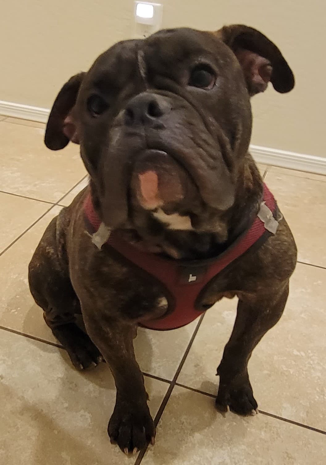 True Blue Bulldogges' Taco