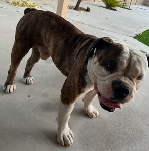 True Blue Bulldogges' Puppy D4