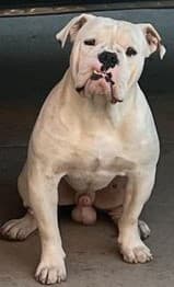 True Blue Bulldogges' Troy