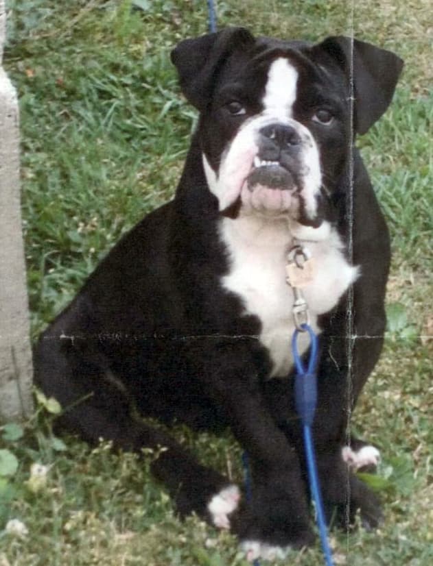 UDB's Bella
