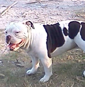 Veliz' Chubbs