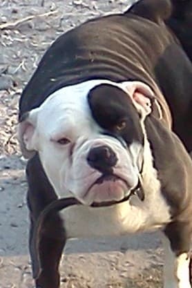 Veliz' Nala