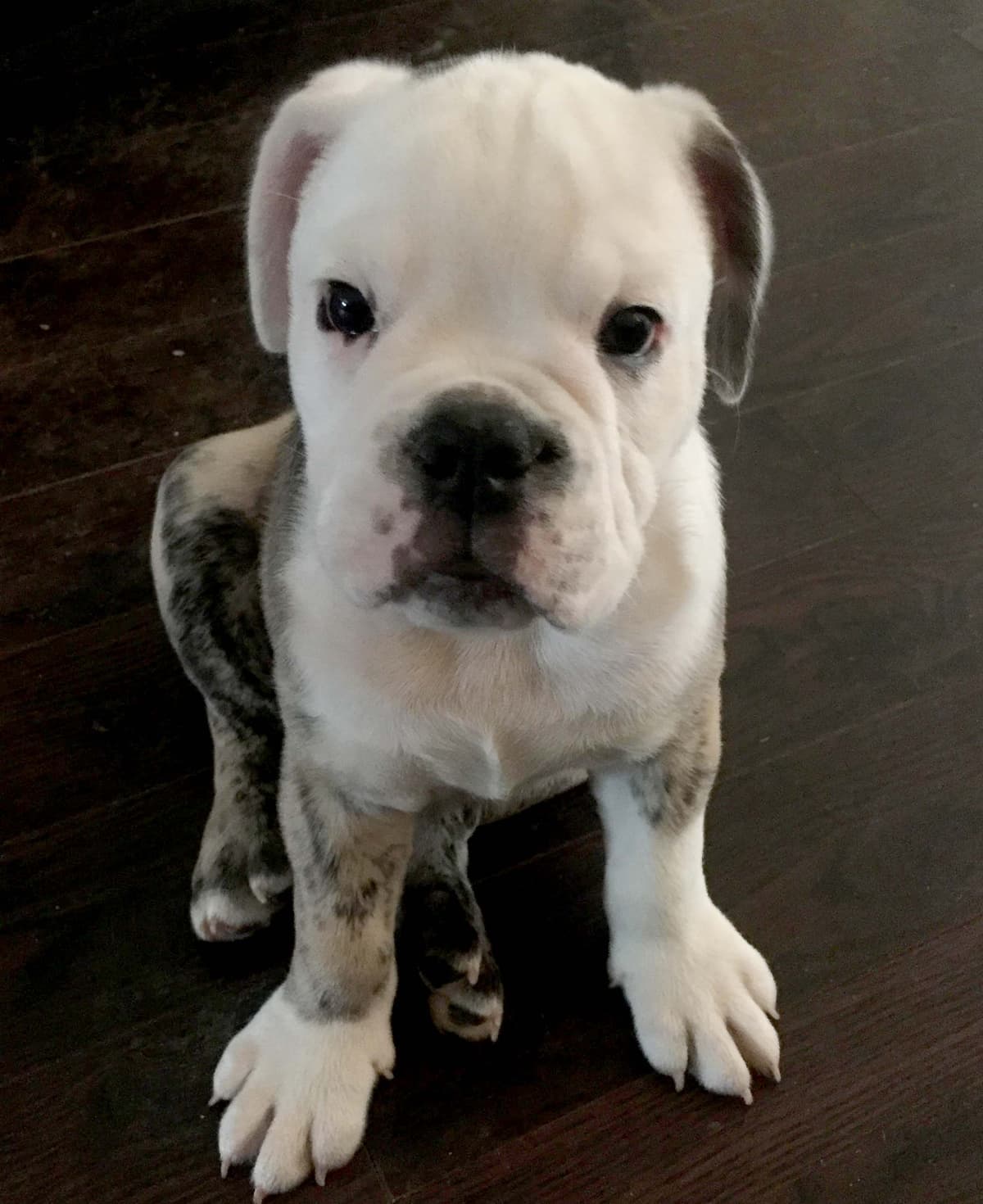 Victorious' Hank Heisenburger