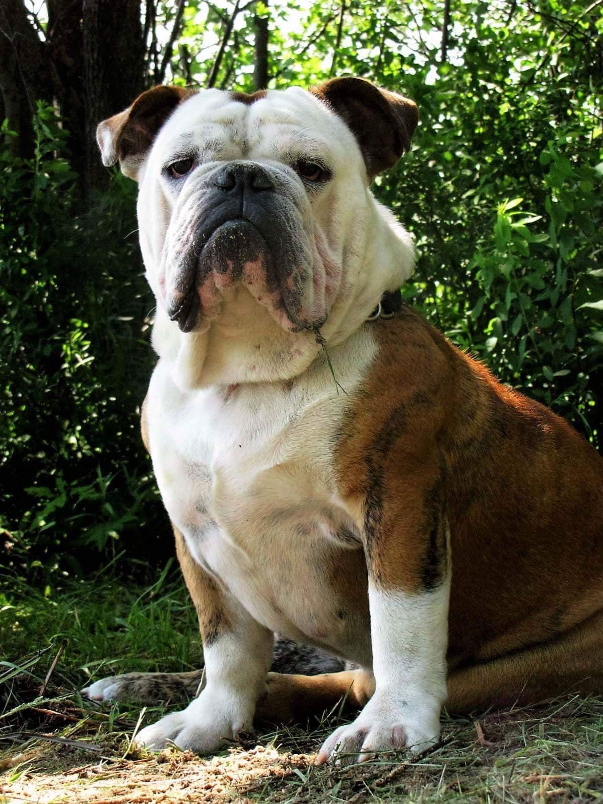 Victorious' Standing Outside the Fire - Non Breeding
