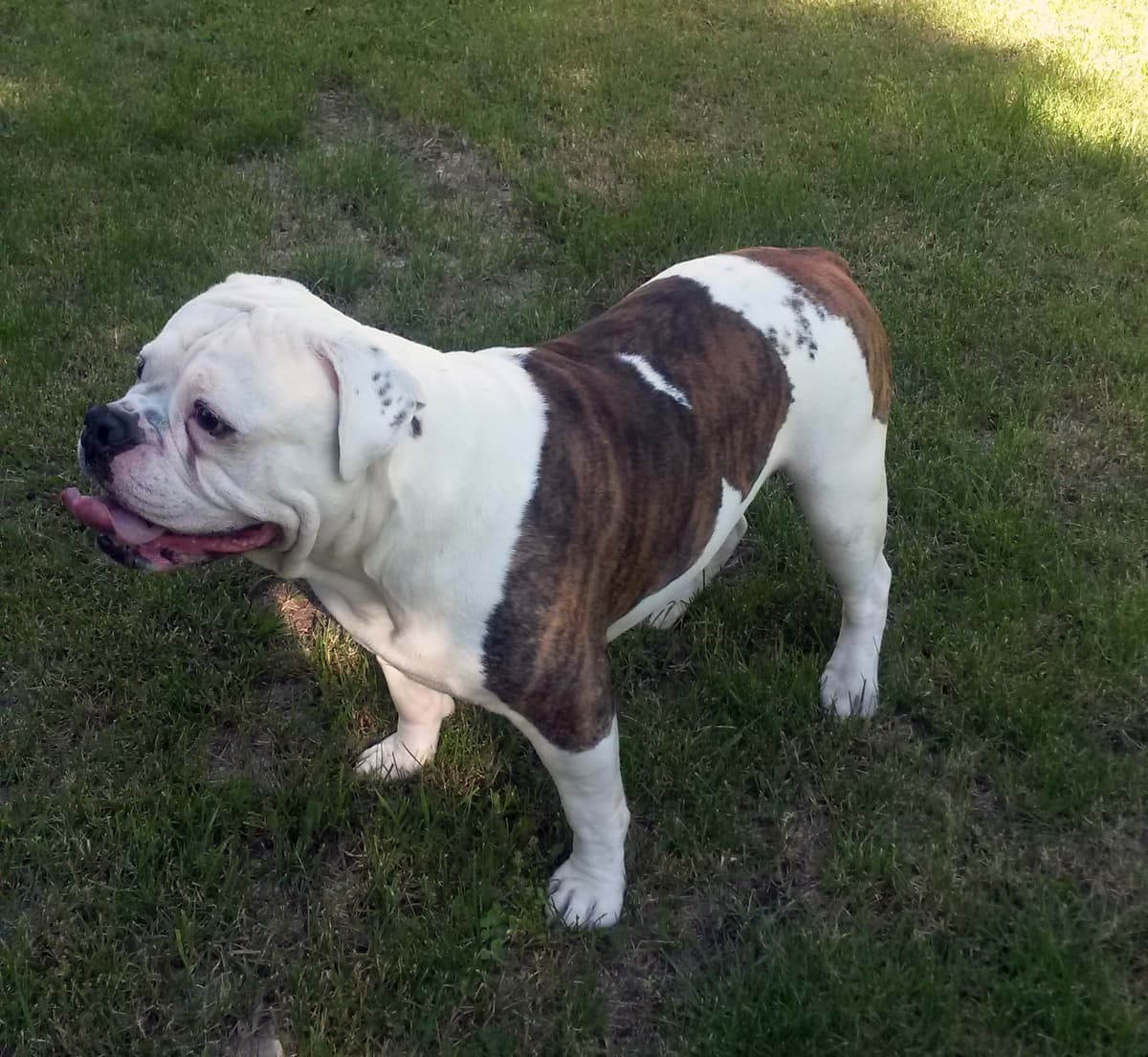 Villegas' Bullough Maximus