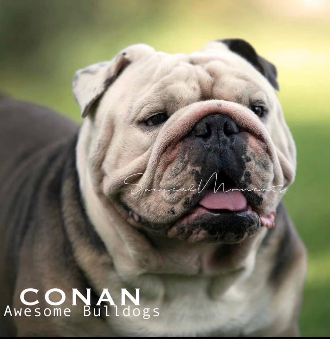 Shrinkabulls Conan of Wellbred