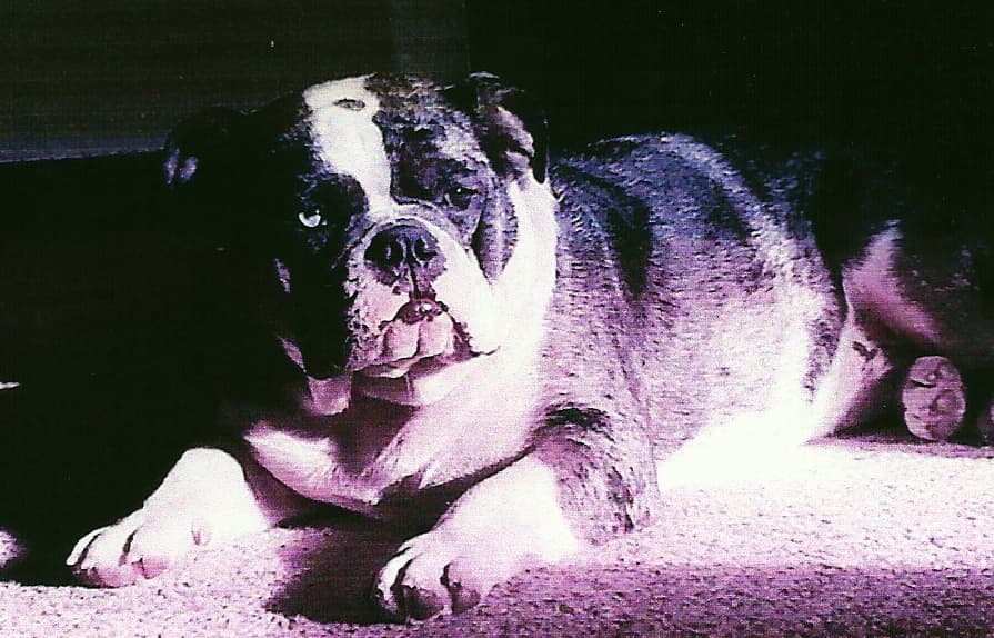 Wildwood's Blue Merle Hugo
