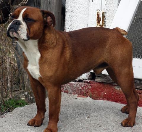 Wildwood's Copper Head O'Klassic