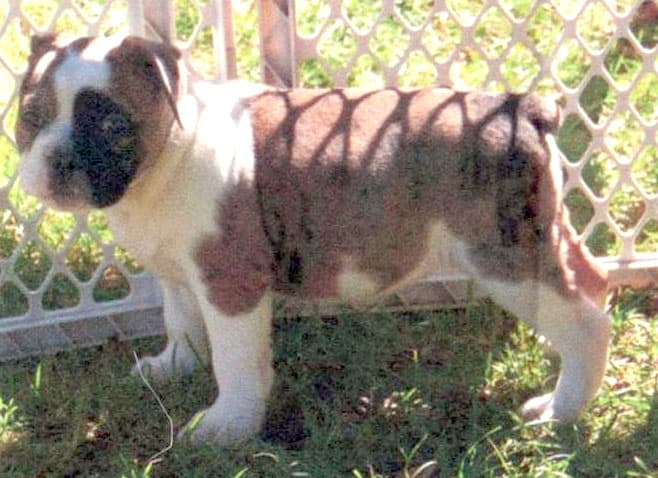 Wildwood's Rare Bulldog Nobi Quad