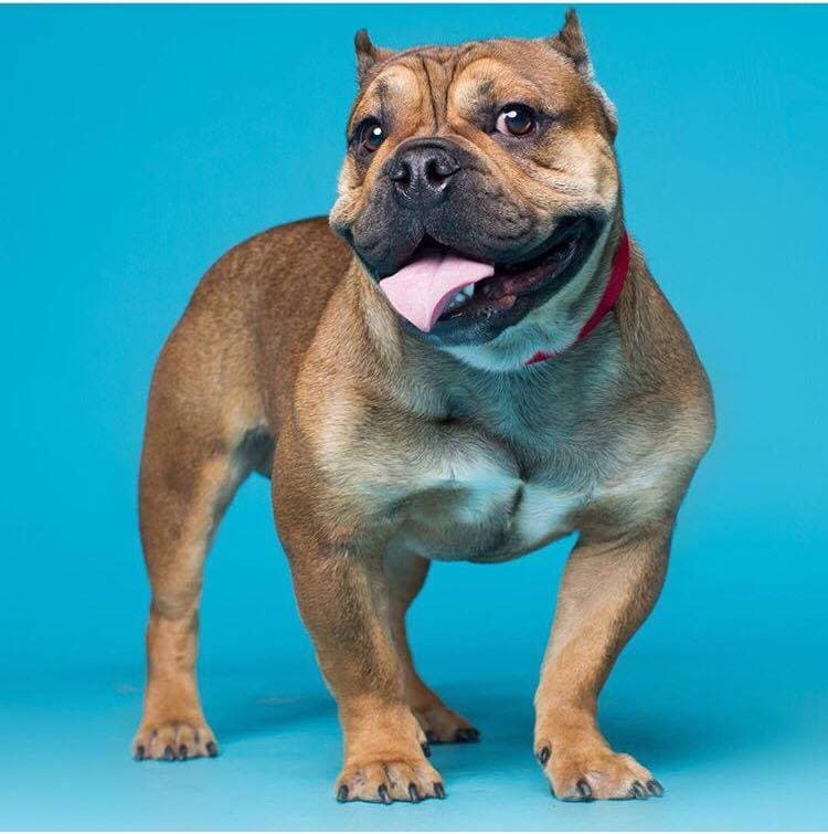 X-Line Bullies Willy Wonka