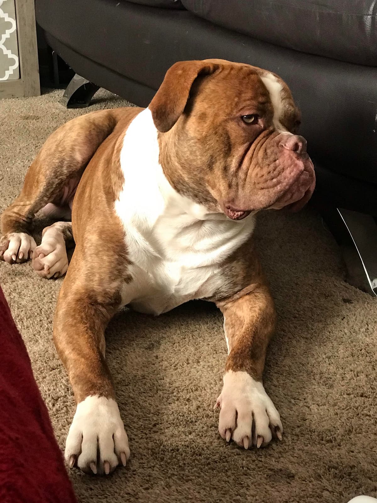 XSB's Canelo