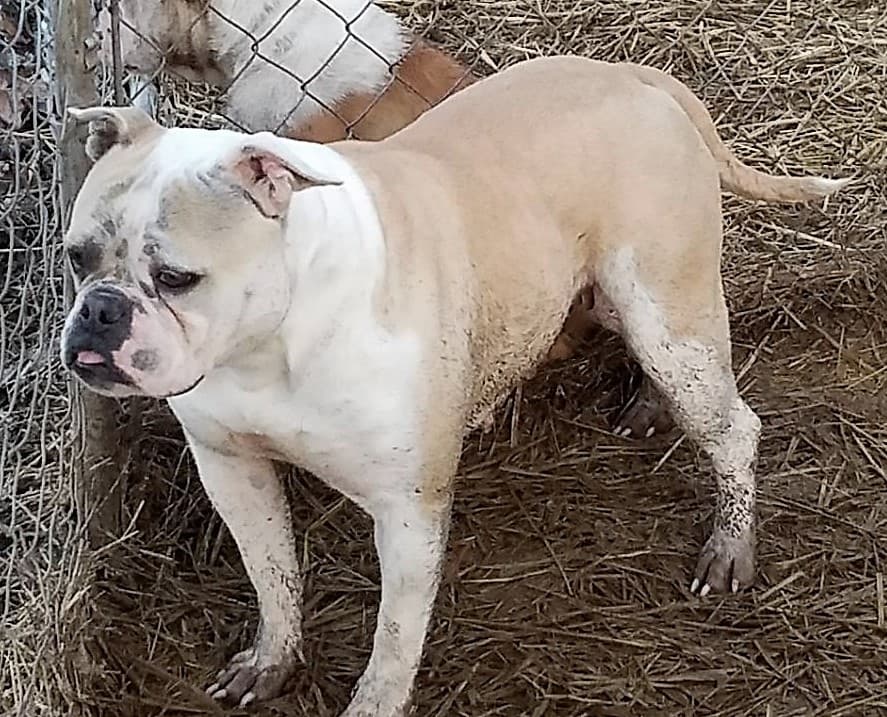 XSB's Bella of NSA BT's