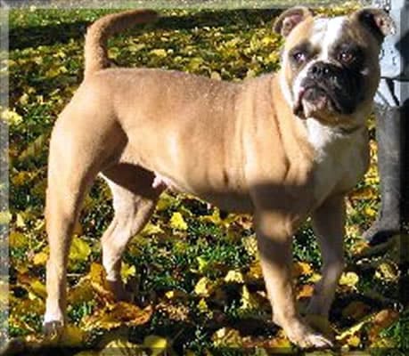 Bayside's Sheba aka Freestyle's She "B" Grimlin of Bayside