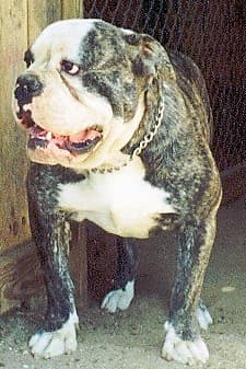 Bullspride Fat Boy Woods