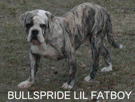 Bullspride Lil Fatboy