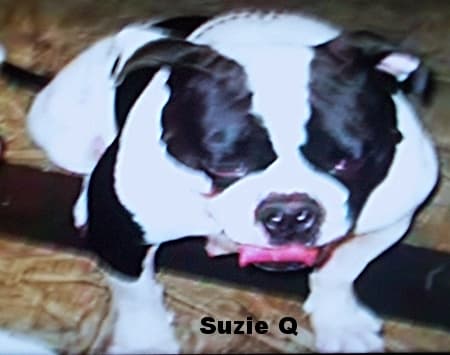 Cajah's Mtn Susie Q
