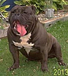 Spencerman's Jimmy aka HillBully's Jimmie of Spencerman's