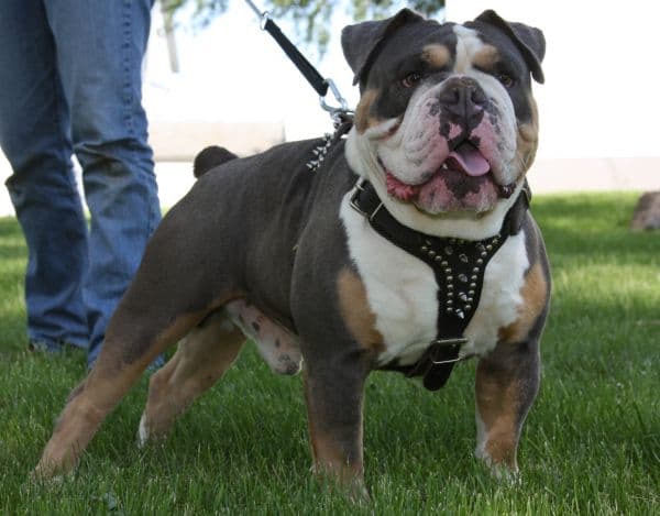 Joyful Acres' Morpheus of Hog House aka Hoghouse Morpheus