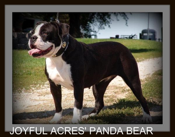 Joyful Acres' Panda Bear