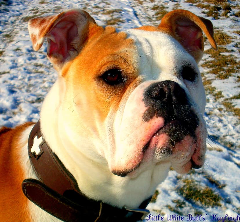 Little White Bulls' Kayleigh