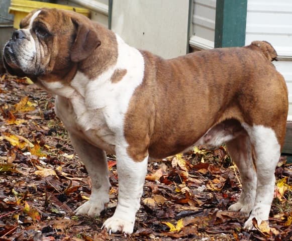 Sullivan's Big Bully Sylvester aka Big Bully Sylvester