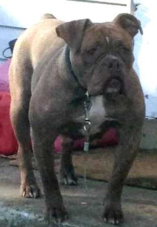 Bad Bulls 4 Life's Baby Brown