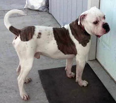 Ballard's Dakota of Frei