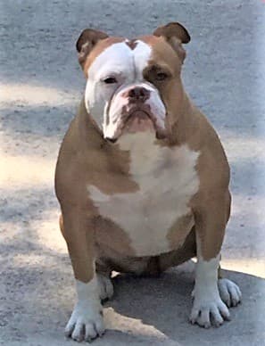 Band of Bullies' Puppy E5
