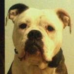 Band of Bullies' Puppy A1 (5)