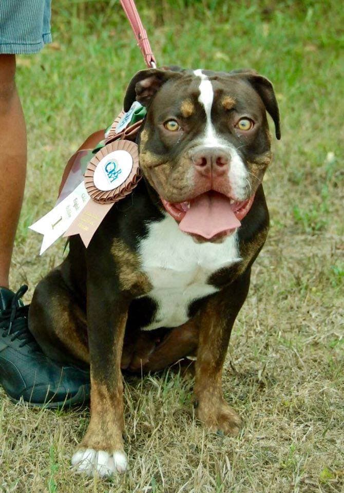 Bark's Bullies Ciara