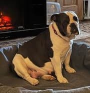 Barnes Fluffy Bulldoggies' Blue Belle