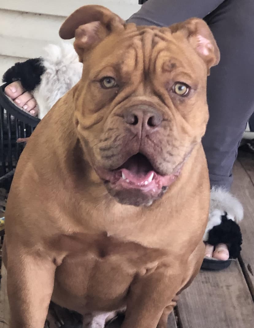Barnes Fluffy Bulldoggies