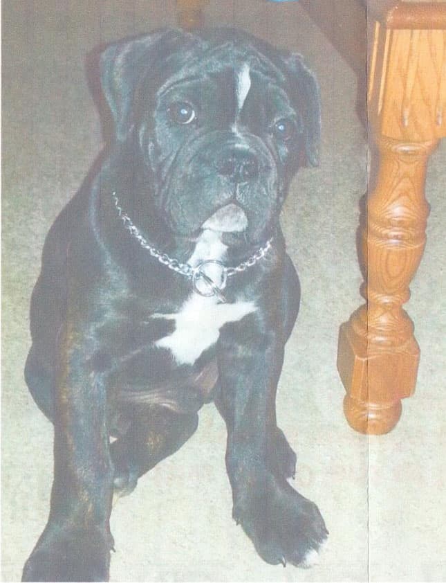 Barrette's Bentley William Avery