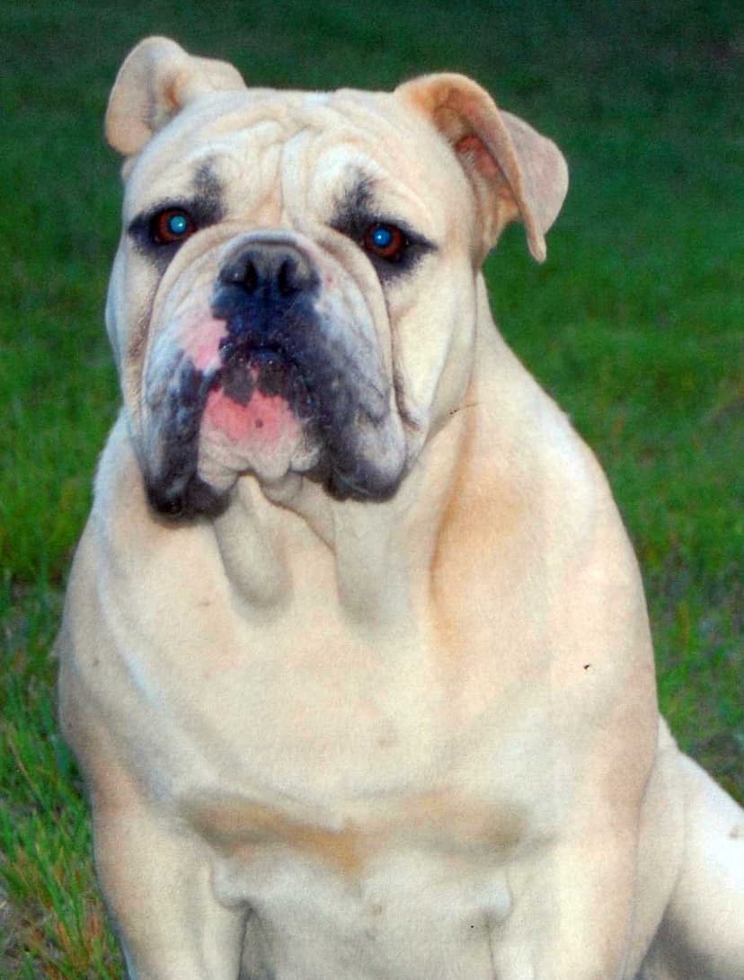 Beach Bulldogges Lilly
