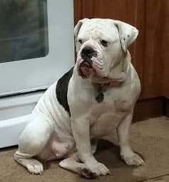 Beantown Bullies Chloe Wiggles
