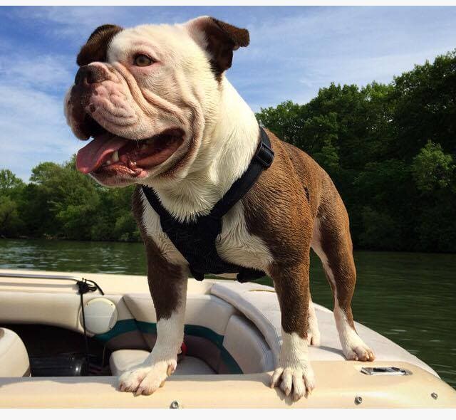 Bear Garden's Duke