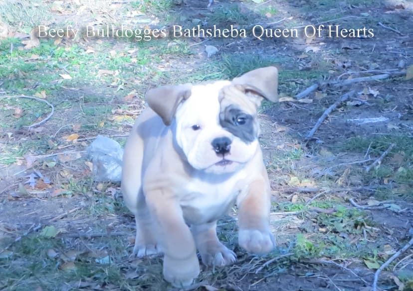 Beefy Bulldogges' Bathsheba Queen of Hearts