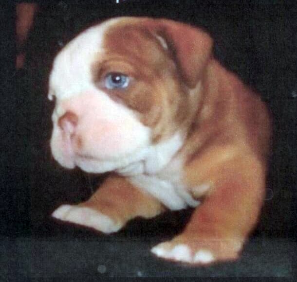 Beefy Bulldogges' Buford Pusser